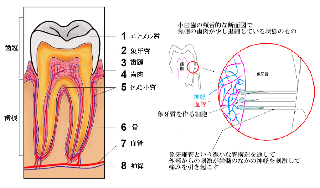 歯の構造
