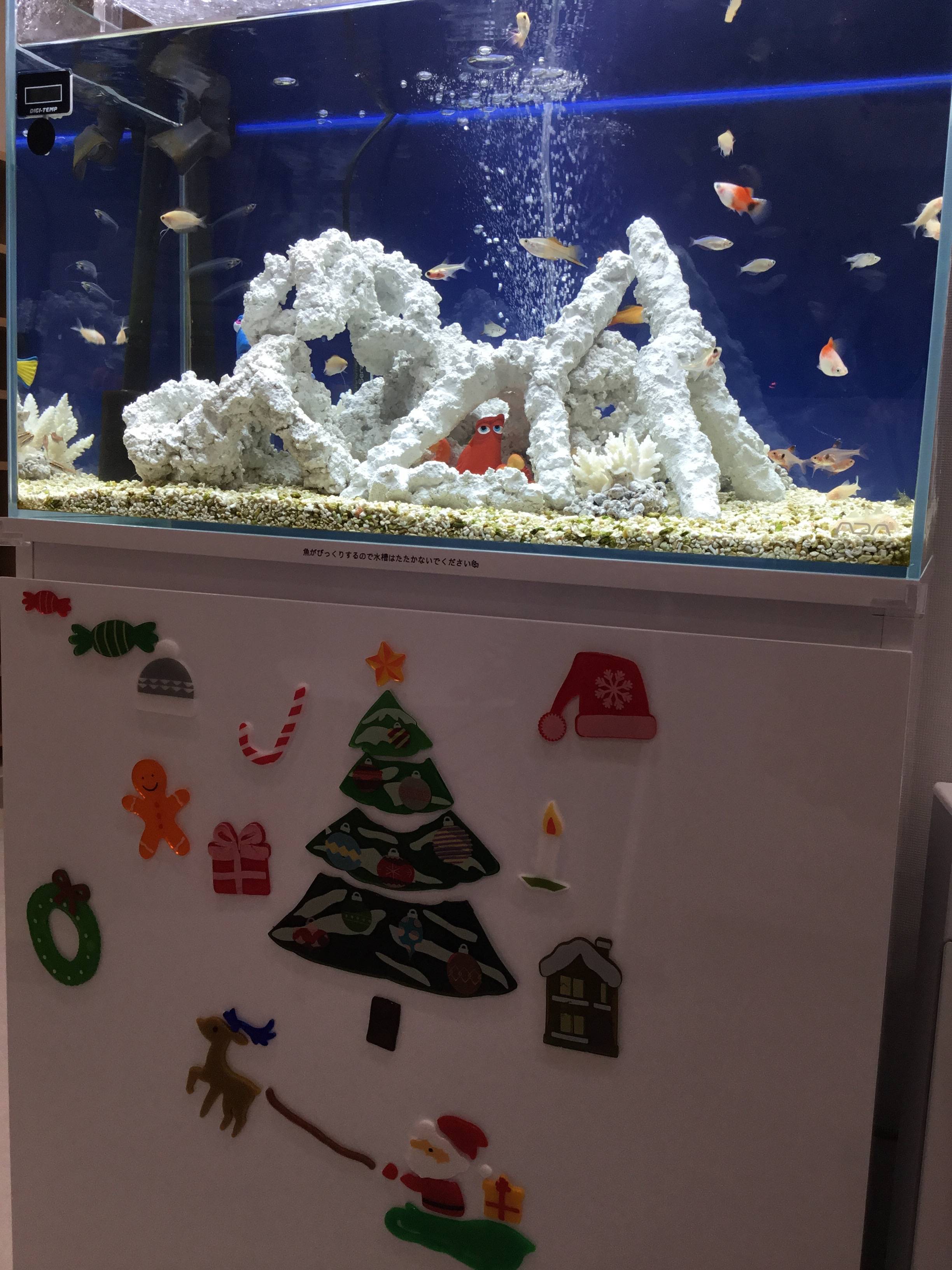 かめい歯科の水槽はクリスマス仕様